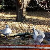 photo 2021-10-25 08-56-18 galambok