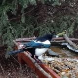 photo 2021-12-16 10-11-29 szarka