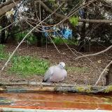 photo 2021-04-18 10-29-53 gerle