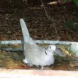 photo 2021-09-28 14-01-48 gerle