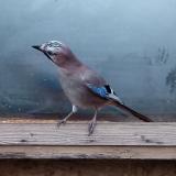 photo 2023-01-13 08-52-55