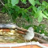 photo 2021-05-13 13-01-08 madarkak