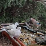 photo 2021-12-16 10-16-04 galambok szajko