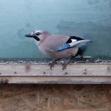 photo 2023-01-13 08-43-24