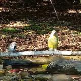 photo 2021-10-04 15-51-45 vereb zoldike