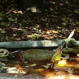 photo 2021-10-02 11-47-37 zoldike