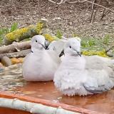 photo 2021-03-22 07-19-07 2g