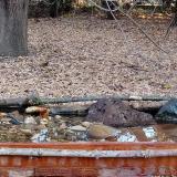 photo 2021-10-26 07-59-11 balkani fakopancs cinke