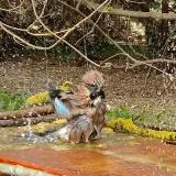 photo 2021-03-30 13-28-19 szajko