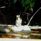 photo 2021-09-28 13-58-31 balkanifakopancs