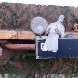 photo 2021-03-06 06-29-15