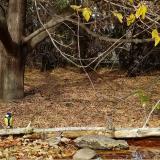 photo 2021-10-22 14-02-03 verebek cinegek