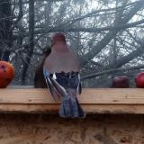 photo 2022-01-16 07-52-31 szajko