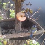 kek cinege2019-12-05 11-23-07