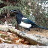 photo 2023-10-20 14-11-57 szarka