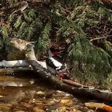 photo 2021-11-17 10-40-14 fakopancs