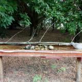 photo 2021-07-12 10-21-46