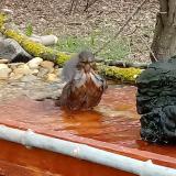 photo 2021-03-17 09-13-37 rigo