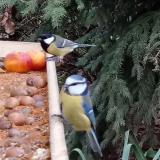 photo 2021-11-13 15-12-34 cinkek