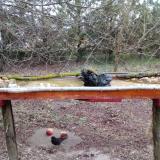 photo 2021-03-12 06-06-19