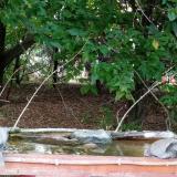 photo 2021-08-08 18-35-41 galamb