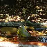 photo 2021-10-02 11-50-24 zold