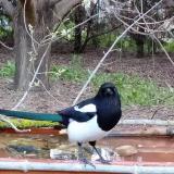 photo 2021-04-13 06-24-31 szarka