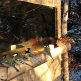 photo 2022-01-09 08-47-19 szencinegek verebek