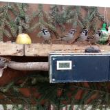 photo 2021-02-03 15-00-15