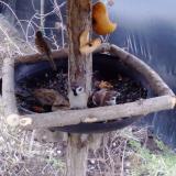 photo 2019-02-03 06-37-41