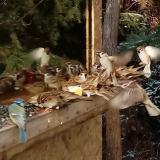 photo 2022-01-09 13-03-50 kekcinege verebek