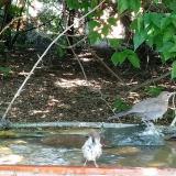 photo 2021-08-03 14-06-25 rigo vereb