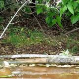 photo 2021-05-13 12-38-10 madarkak