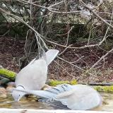 photo 2021-03-14 12-58-35 galamb