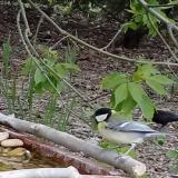 photo 2021-04-26 16-21-13 cinege