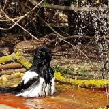 photo 2021-03-31 13-53-54 szarka