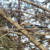 photo 2022-01-09 13-02-03 szajko