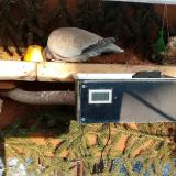 photo 2021-02-11 15-36-11