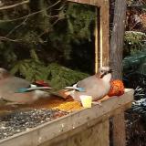 photo 2022-01-09 13-01-42 szajko