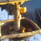 photo 2019-01-29 15-42-48