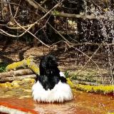 photo 2021-03-31 13-51-48 szarka