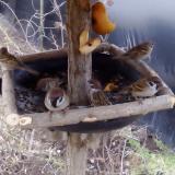 photo 2019-02-03 07-03-36