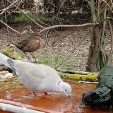 photo 2021-03-25 09-14-09 gr