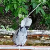 photo 2021-05-22 10-34-57 galamb