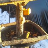 photo 2019-01-29 15-42-55