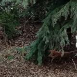 photo 2021-12-22 12-58-32 szajko