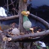 photo 2019-01-18 07-13-56