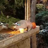 photo 2022-01-09 13-01-57 szajko