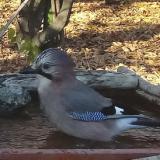 photo 2021-10-25 15-45-08 szajko