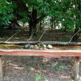 photo 2021-07-12 08-07-12